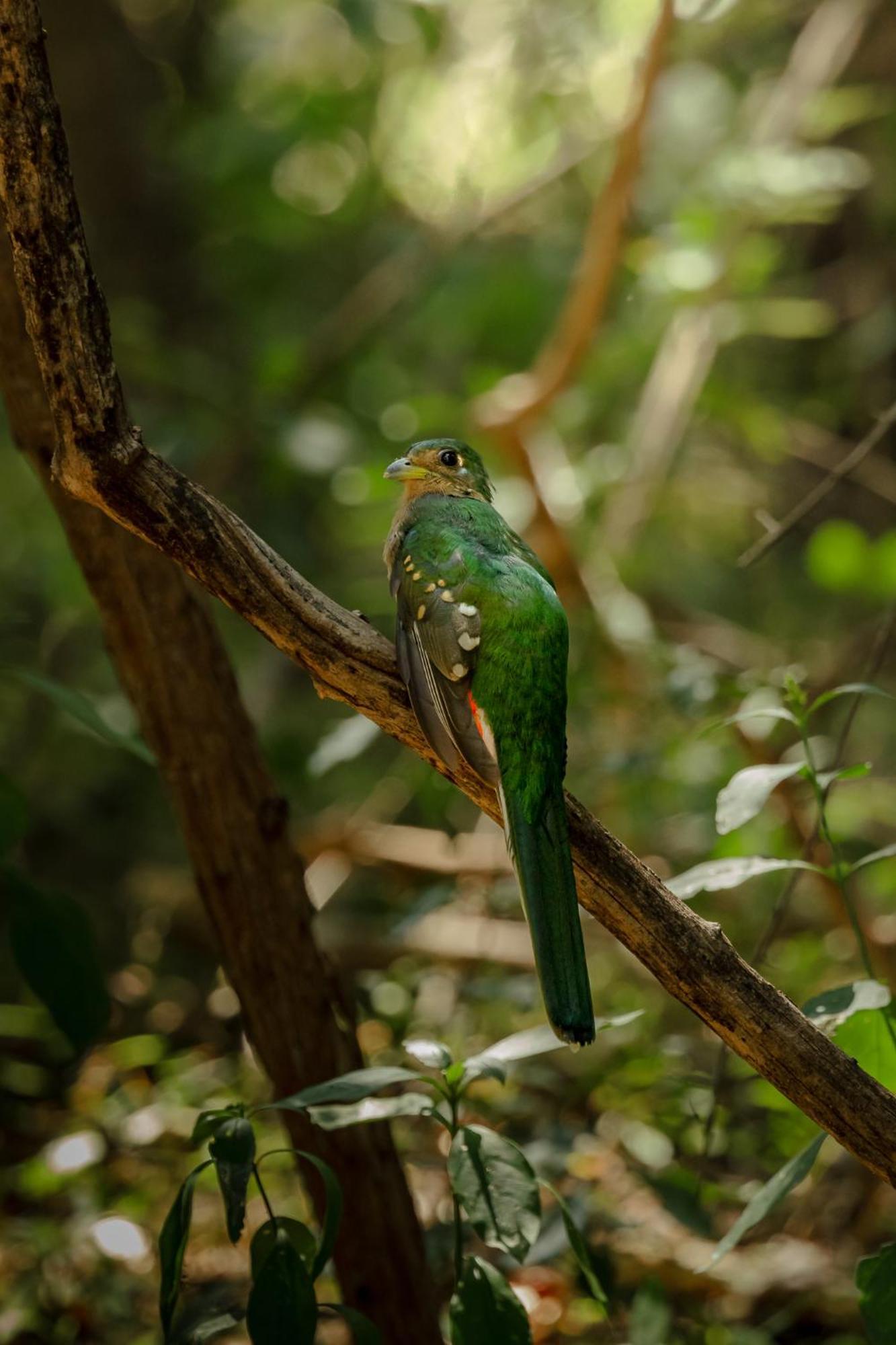 Askiesbos - Samochima Bush Camp Shakawe Екстер'єр фото
