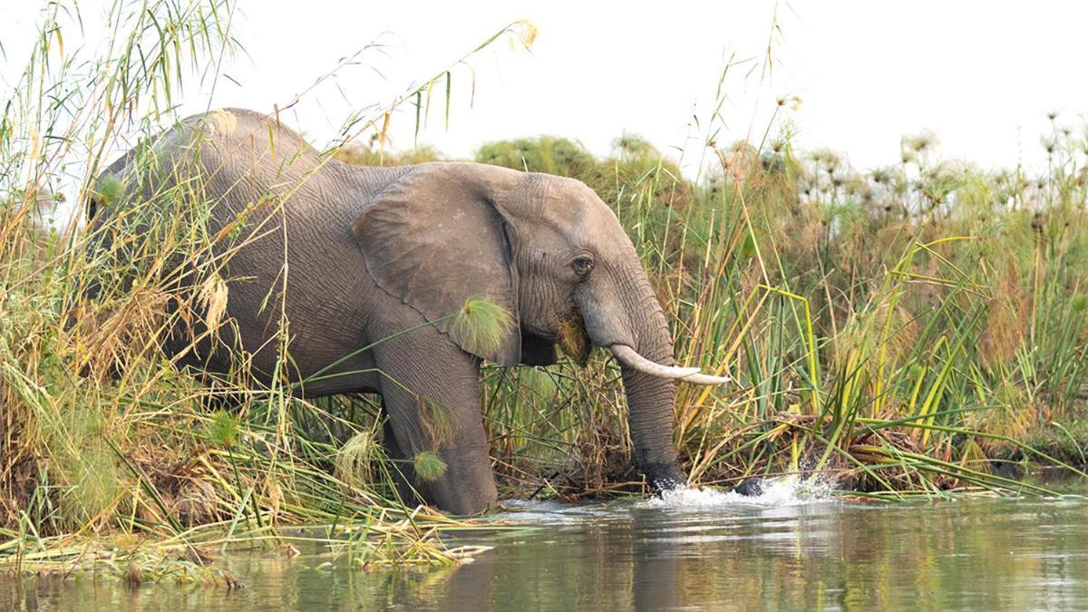 Askiesbos - Samochima Bush Camp Shakawe Екстер'єр фото